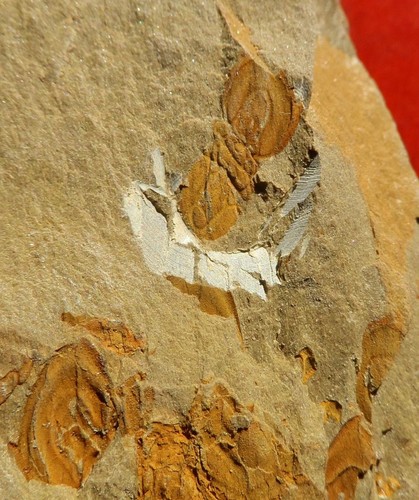Trilobite cambrien la - trilobite,