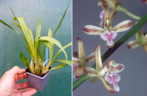 Acriopsis javanica orchidée - javanica,,
