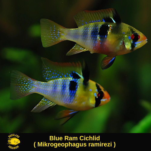 Blue ram cichlid - ram,