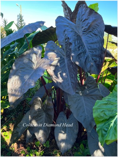 Colocasia esculenta diamond - colocasia,