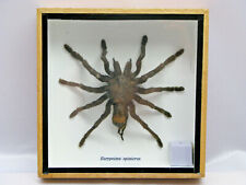 Araignée oiseaux  vitrine