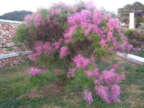 Tamaris tetranda pot 80 - tamaris, 3l