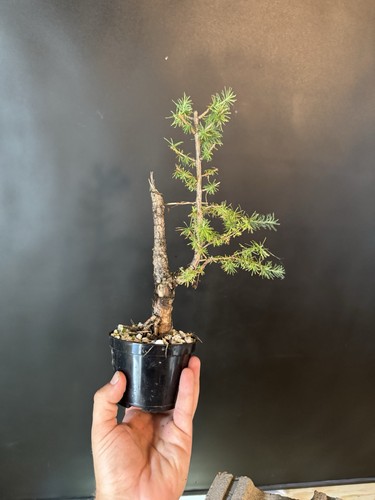 Collected american larch pre - american, larch,