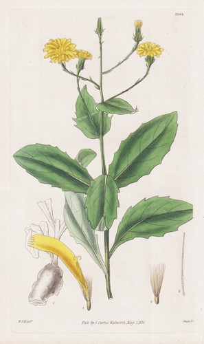 Crepis macrorhiza madeira - macrorhiza,