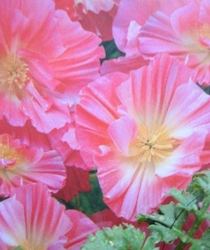 Pavot californie double - pavot, 'double