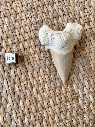 Dent otodus obliquus - dent, d’otodus