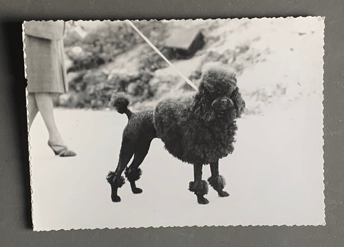 Photo chien caniche - photo,