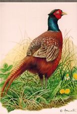 POSTCARD**THE POLYGAMOUS - FAUNA - NATURE - BIRDS - DRAWING - A.BUZIN 