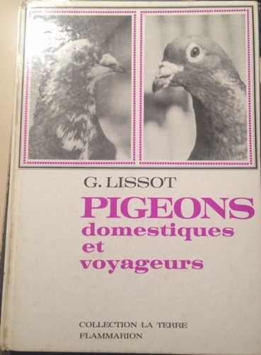 Pigeons domestiques - pigeons,