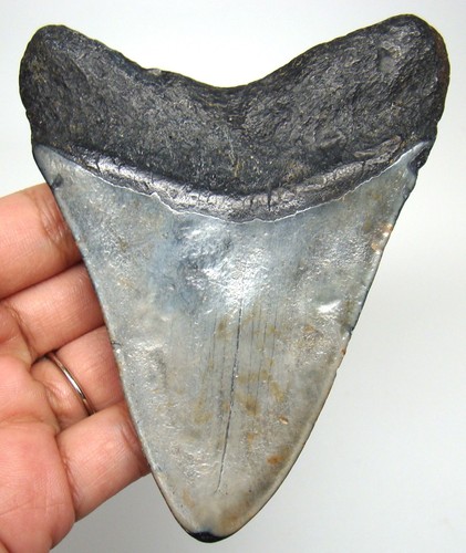 Megalodon shark tooth - megalodon, real
