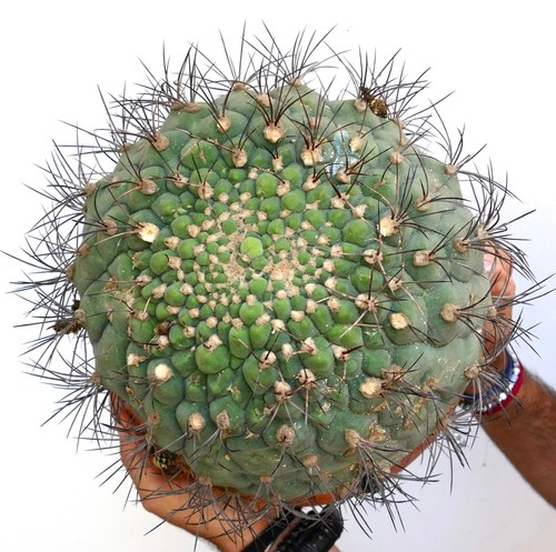 Gymnocalycium saglionis seeds - gymnocalycium,
