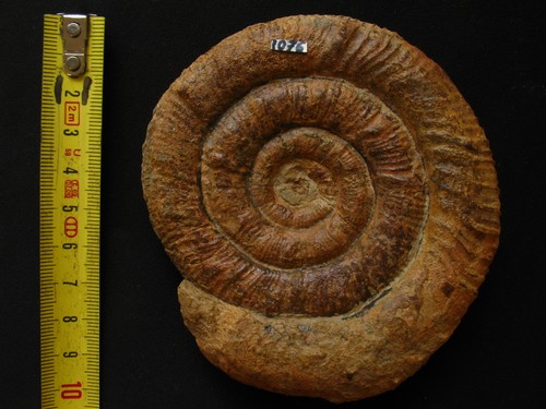 Ammonite pliensbachien - ammonite, du