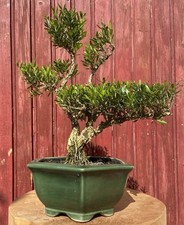 BONSAÏ BUIS CHINOIS. BUXUS