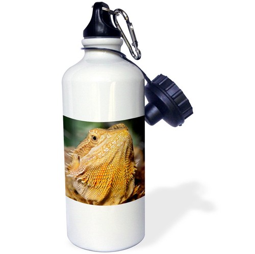 3drose bearded dragon - dragon, pogona