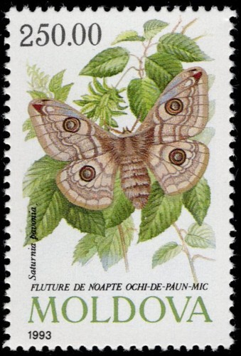 Moldova small emperor - -,