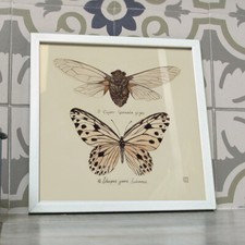 Poster décoration insectes