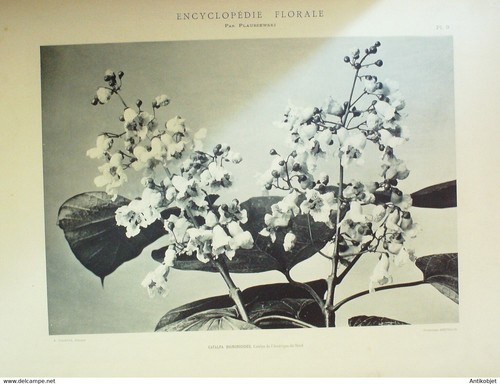 Catalpa commun - commun, (catalpa