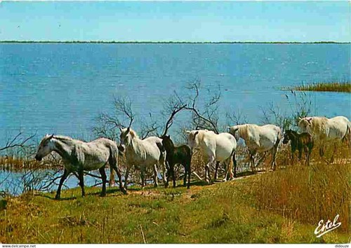 Carte postale animaux - -,