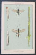 Chrome image insect LA CEPHE PYGMEE insect insect insect insect insect 1