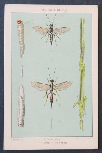 Chromo image insecte cephe - chromo,