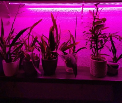 24w led grow léger t5 - led,