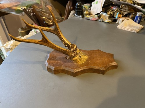 Cabinet curiosité trophée - cabinet,