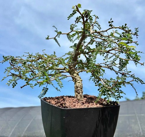Rare cacti live operculicarya - rare,