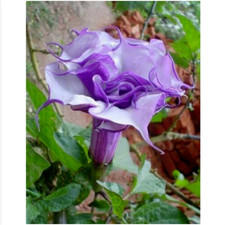 DOUBLE VIOLET DATURA METEL - BRUGMANSIA, 15 graines + CADEAU GRATUIT