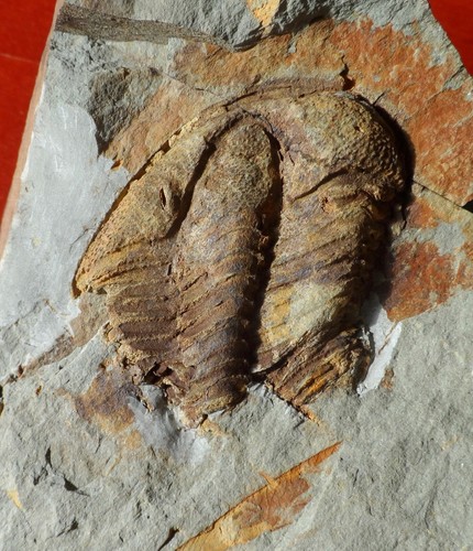 Trilobite cambrien - trilobite, de