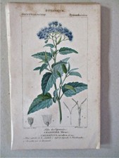 Vintage Print,CELESTINE BLEUE.1810,Botanical, TURPIN