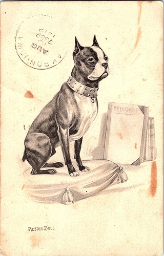1912 boston bull terrier - terrier, chien