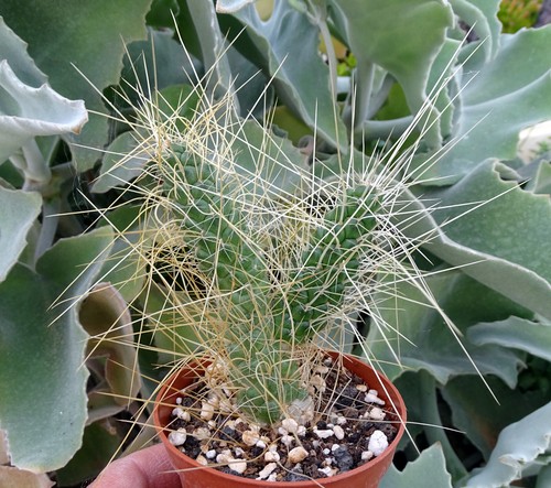 Tephrocactus weberi cactus - weberi,