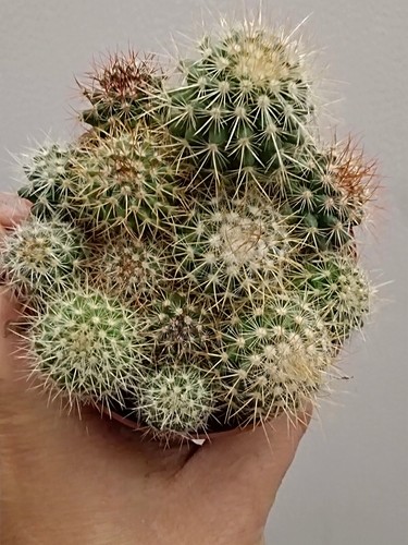 Cactus mammillaria ernestii - mammillaria,
