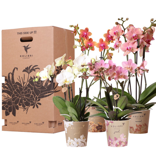 Orchidées différentes pot - orchidées,