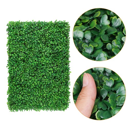Haie lierre plante - lierre,