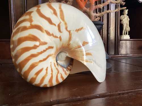 Gros coquillage nautile - gros,