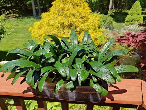Clivia seedlings 3 - 3, leaves
