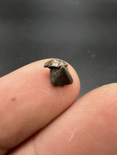 Nautile Beak From France Fossil Fossil Fossil Beak Nautile Rhyncholite