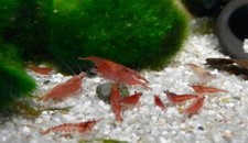 Crevettes Red Cherry Aquarium