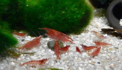 Crevettes red cherry aquarium - crevettes,