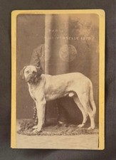 Photo Cdv Chien Mastiff