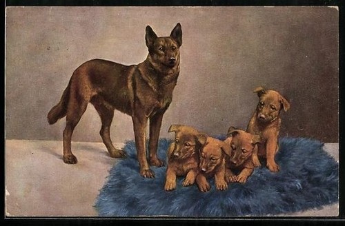 Carte postale berger allemand