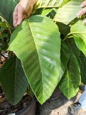 Rarest Bussei Pleated Leaf Ficus Tree (ficus bussei floris)- 3 cuttings
