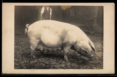 Carte postale photo truie - , en
