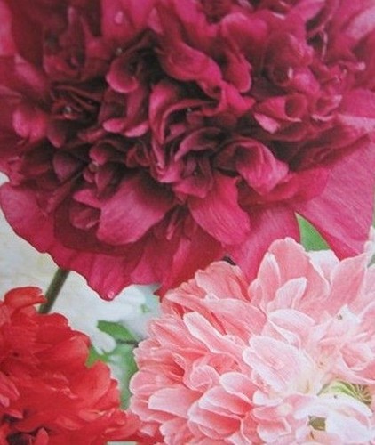 Pavot fleur de - ♫,