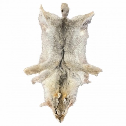 Peau coyote - peau, de