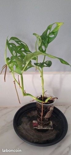 Monstera adansonii bouture - , 35
