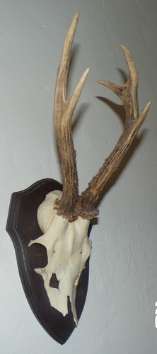 Trophee chasse massacre - chasse,