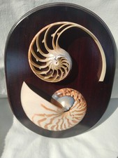 Rare Cadre taille Coquillage