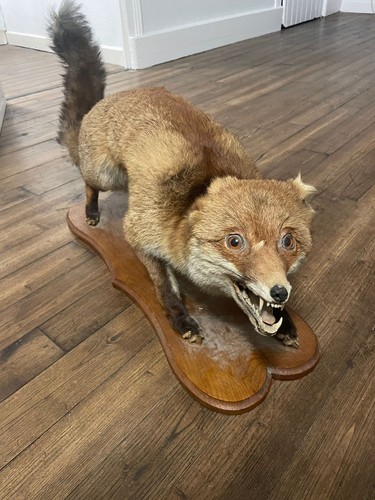 Ancienne taxidermie renard - ancienne,